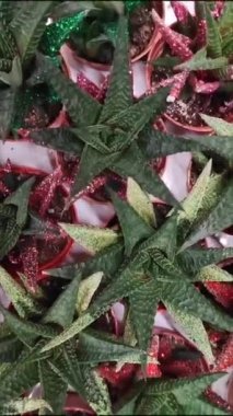  Doğal yeşil kaktüsler, vitrindeki saksılarda, uzun dikenli yapraklarla havan topluyor.
