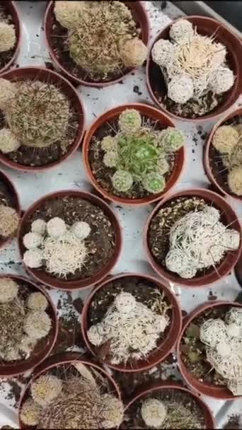 Természetes Zöld Szúrós Kaktuszok Cserépben Üzlet Ablakán — Stock videók