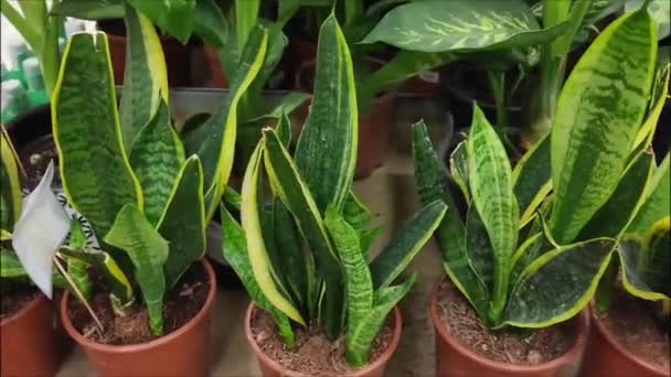 Plantas Interiores Tropicales Verdes Naturales Con Hojas Grandes Macetas Escaparate — Vídeo de stock