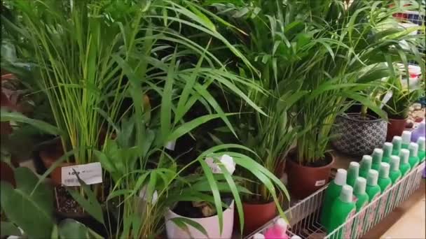 Plantas Interiores Tropicales Verdes Naturales Con Hojas Grandes Macetas Escaparate — Vídeo de stock