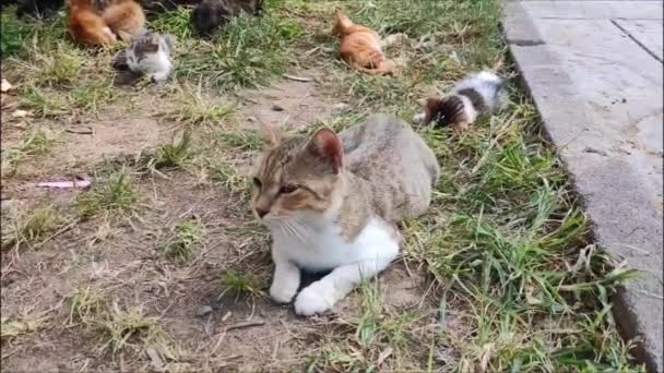 Straystreet Cats Rusten Uit Liggen Het Gras Het Stadspark — Stockvideo