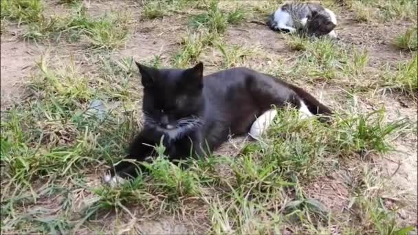 스트레이 고양이는 휴식과 공원에서 잔디에 — 비디오