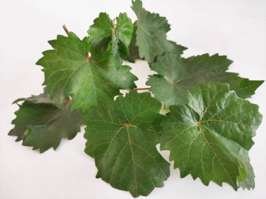 Beyaz arka planda yeşil üzüm yaprakları