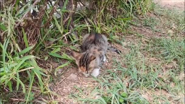 Seekor Kucing Jalanan Kecil Berwarna Warni Makan Makanan Rumput Hijau — Stok Video