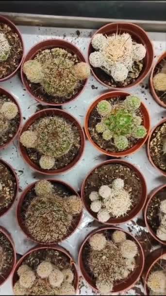 Różnorodność Naturalnych Kłujących Kaktusów Garnkach Witrynie Sklepu — Wideo stockowe