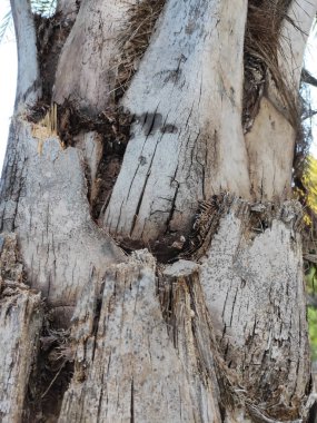 Kırık ve damarları olan doğal gri palmiye kabuğu