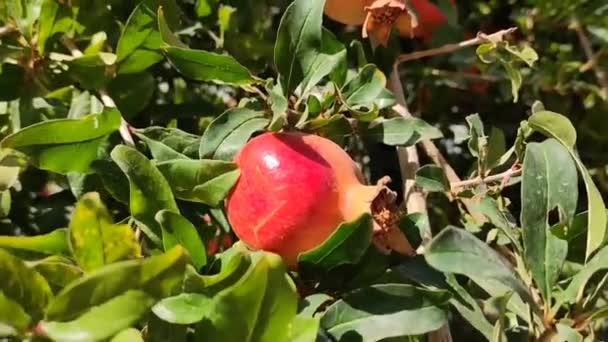 Reife Runde Rote Granatäpfel Den Zweigen Eines Baumes Mit Grünen — Stockvideo