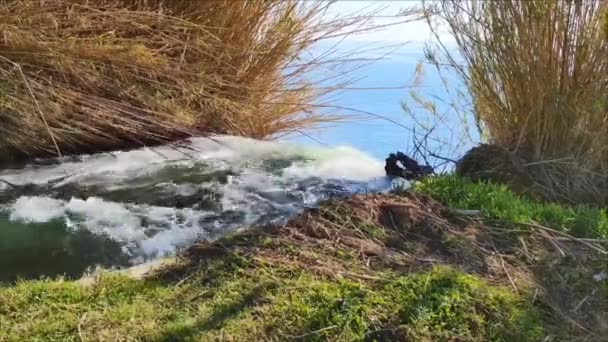 Río Montaña Rápido Ruidoso Con Agua Clara Clip De Vídeo