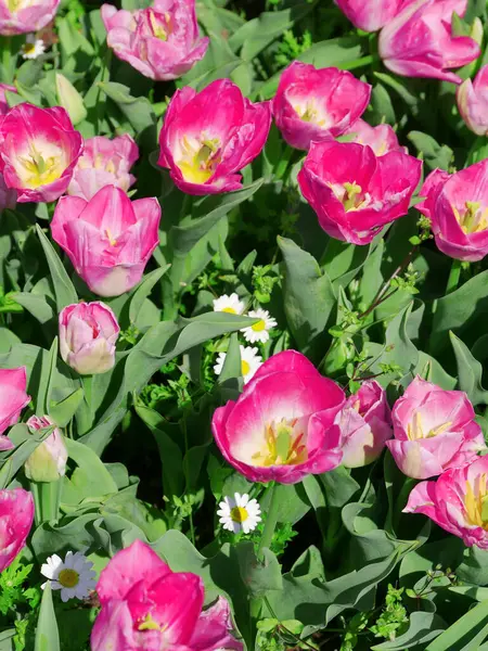 Beautiful Natural Pink Tulips Green Leaves Lawn Stock Image