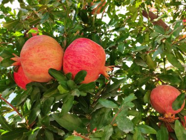 Yeşil yapraklı bir ağacın dallarında doğal yuvarlak kırmızı nar meyveleri