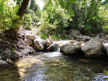 Ormanda temiz su ve gri taşlarla dolu küçük bir nehir.