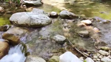  Yeşil bir yaz ormanında temiz suyu olan küçük bir nehir.