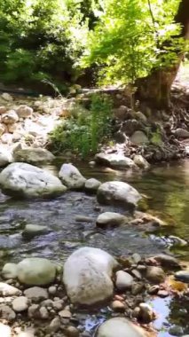  Yeşil bir yaz ormanında temiz suyu olan küçük bir nehir.