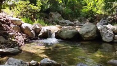  Yeşil bir yaz ormanında temiz suyu olan küçük bir nehir.
