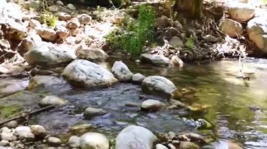  Yeşil bir yaz ormanında temiz suyu olan küçük bir nehir.