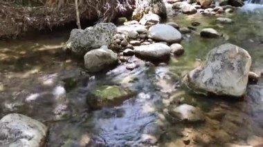  Yeşil bir yaz ormanında temiz suyu olan küçük bir nehir.