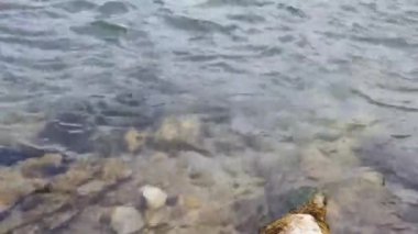 Hızlı bir akıntıyla bir dağ nehrinde temiz su