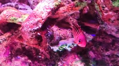 Dekoratif akvaryum pembe çizgili balıklar kayaların arasında suda yüzerler.