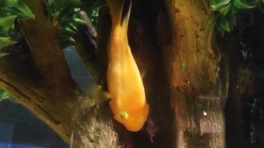 Dekoratif akvaryum portakal balığı kayaların arasında suda yüzer.