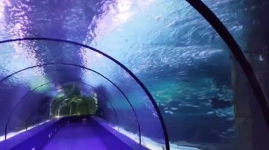 Kayaları, resifleri, berrak bardakları ve mavi suyu olan büyük bir akvaryumun içi.