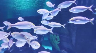 Küçük mavi dekoratif akvaryum balığı berrak suda yüzer.