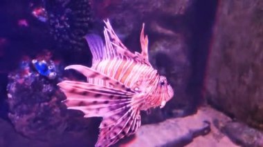  Dekoratif akvaryum pembe çizgili yüzgeç kanatlı aslan balığı taş resiflerinin arka planında suda yüzer.
