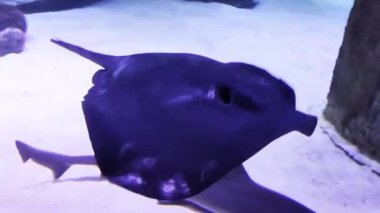 Dekoratif akvaryum siyah-beyaz yüzgeçli kanatlı balıklar taş resiflerinin arka planında suda yüzerler.