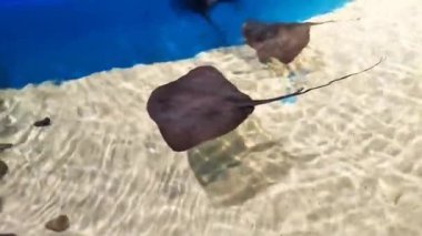 Kuyruklu siyah bir vatoz balığı temiz suyla akvaryumda yüzer.
