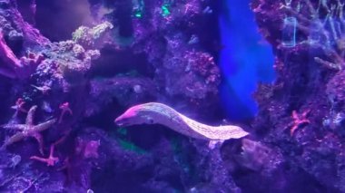 Uzun, düz, benekli bir balık akvaryumda yüzer kayalıkların ve kayaların arkasında.