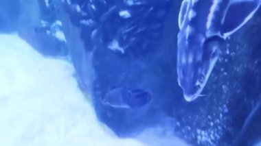 Dekoratif mersin balığı temiz akvaryum suyunda yüzer.