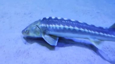 Dekoratif mersin balığı temiz akvaryum suyunda yüzer.