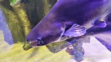 Küçük dekoratif akvaryum balıkları berrak suda yüzerler.