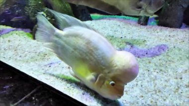 Dekoratif akvaryum balığı kayaların ve resiflerin arka planında suda yüzer.