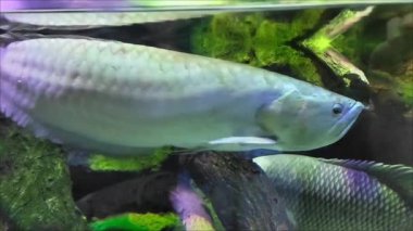 Dekoratif akvaryum balığı kayaların ve resiflerin arka planında suda yüzer.