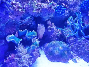 Mavi neon ışıklı akvaryum mercanları, resifler ve kayalar