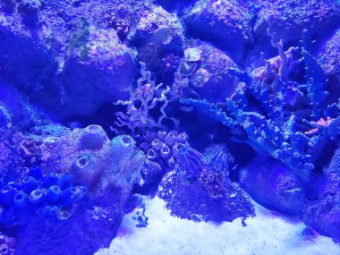 Mavi neon ışıklı akvaryum mercanları, resifler ve kayalar