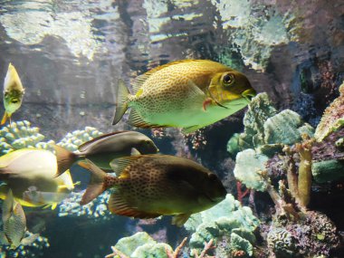 Dekoratif çok renkli akvaryum balıkları kayaların ve resiflerin arka planına karşı suda yüzerler.