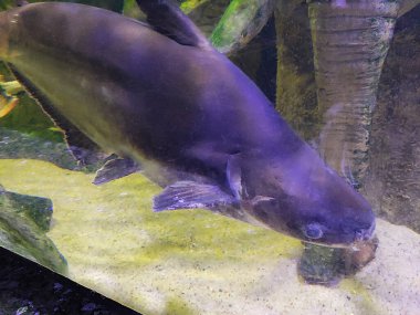 Dekoratif çok renkli akvaryum balıkları kayaların ve resiflerin arka planına karşı suda yüzerler.