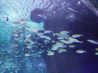 Dekoratif çok renkli akvaryum balıkları kayaların ve resiflerin arka planına karşı suda yüzerler.