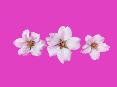 Pembe arka planda elma ağacının beyaz çiçekleri