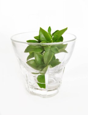 Beyaz arka planda yeşil yapraklı dekoratif bitki