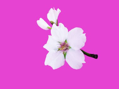 Pembe arka planda elma ağacının beyaz çiçekleri