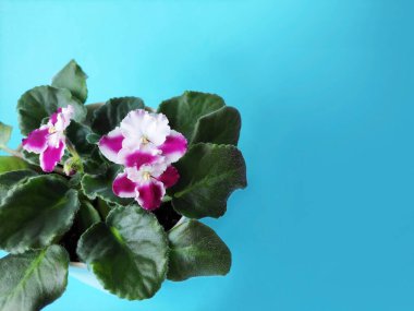 Pembe ve beyaz çiçekli güzel menekşe çiçeği ve mavi arka planda yeşil yapraklar.
