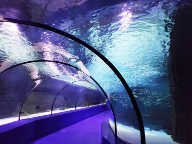 Mavi su ve yüzen balıklarla dolu saydam cam duvarlı tünel akvaryumu