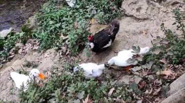 Orman ördekleri güzel bir gölün kıyısında yürür.
