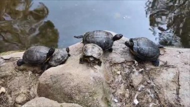 Siyah kaplumbağalar gölün kıyısındaki kayalarda otururlar.