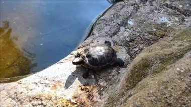 Siyah kaplumbağalar gölün kıyısındaki kayalarda otururlar.