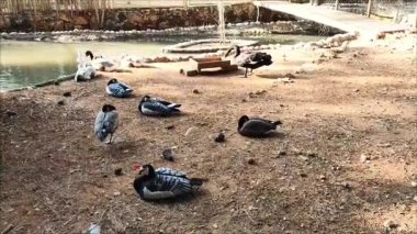  Orman ördekleri güzel bir gölün kıyısında yürür.
