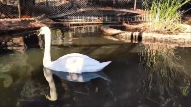  Uzun boyunlu güzel beyaz bir kuğu güzel bir gölde yüzer.
