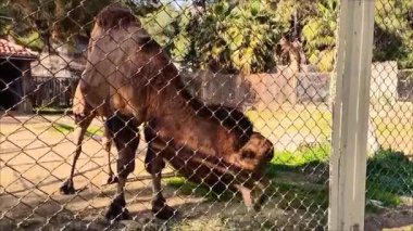 Büyük kahverengi bir deve hayvanat bahçesinde yemek yiyor.